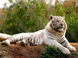 tiger biely 1.jpg
