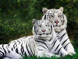 tiger biely 2.jpg