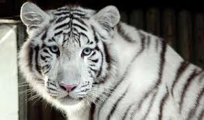 tiger biely 4.jpg