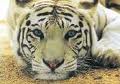 tiger biely 5.jpg