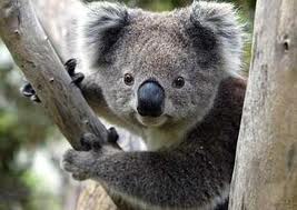 koala 1.jpg
