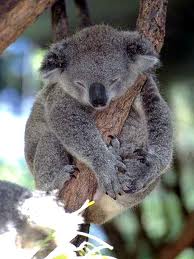 koala 2.jpg