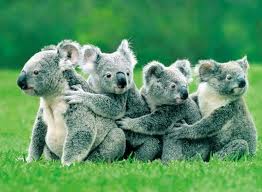 koala 6.jpg