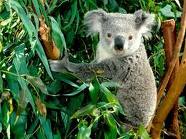 koala 7.jpg