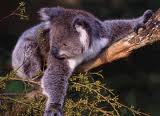 koala 8.jpg