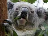 koala 9.jpg