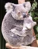 koala 11.jpg