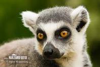 lemur 1.jpg