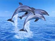 delfín 1.jpg