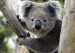 koala 1.jpg